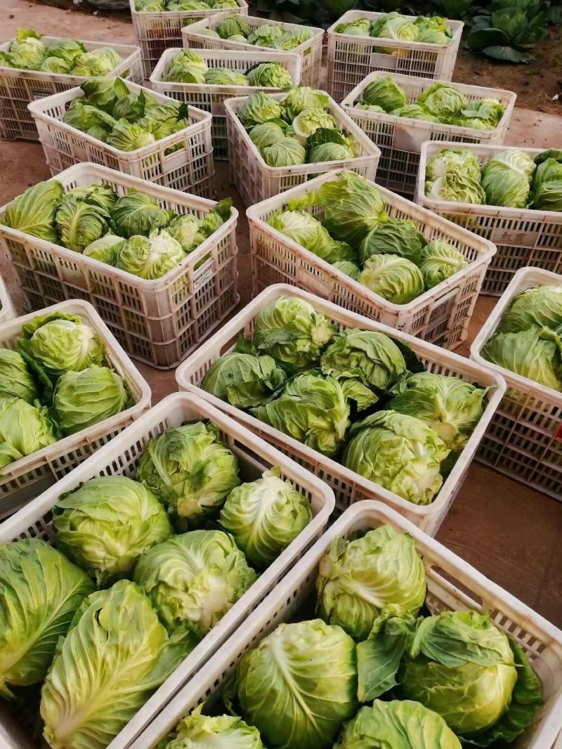 【实力商家】推荐精品甘蓝大量有货产地直发价优代发
