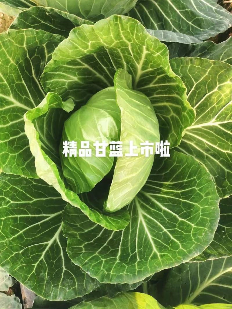 【实力商家】推荐精品甘蓝大量有货产地直发价优代发