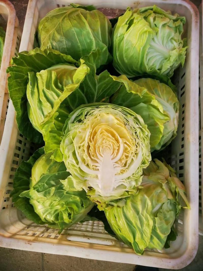 【实力商家】推荐精品甘蓝大量有货产地直发价优代发