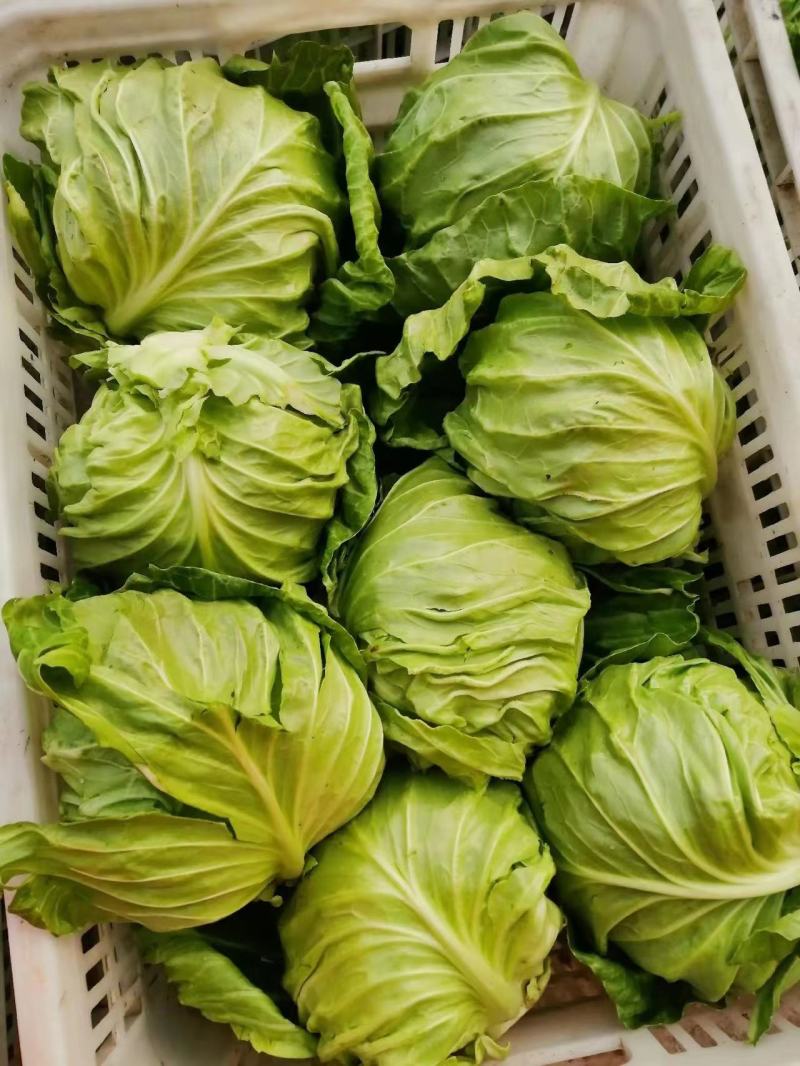 【实力商家】推荐精品甘蓝大量有货产地直发价优代发
