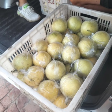阳信黄冠梨现货大量供应可对接商超量大从优