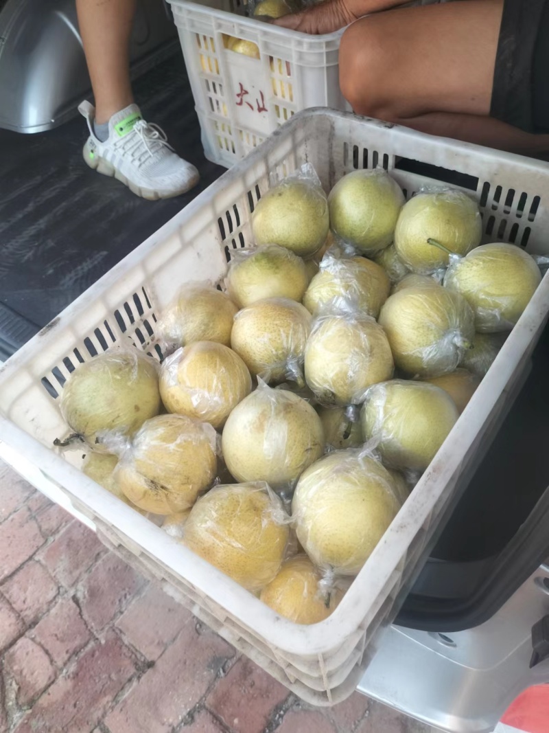 阳信黄冠梨现货大量供应可对接商超量大从优