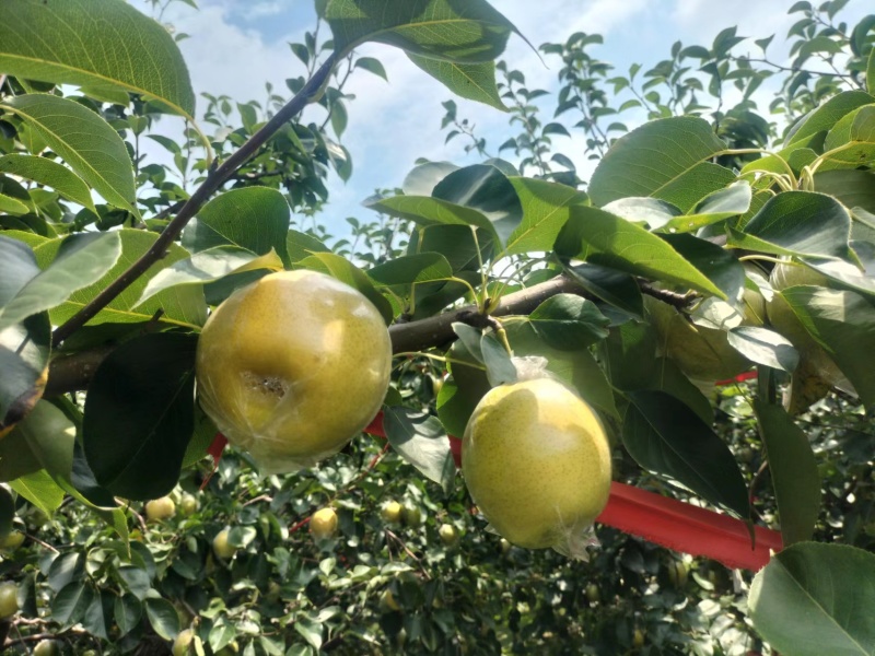 阳信黄冠梨现货大量供应可对接商超量大从优