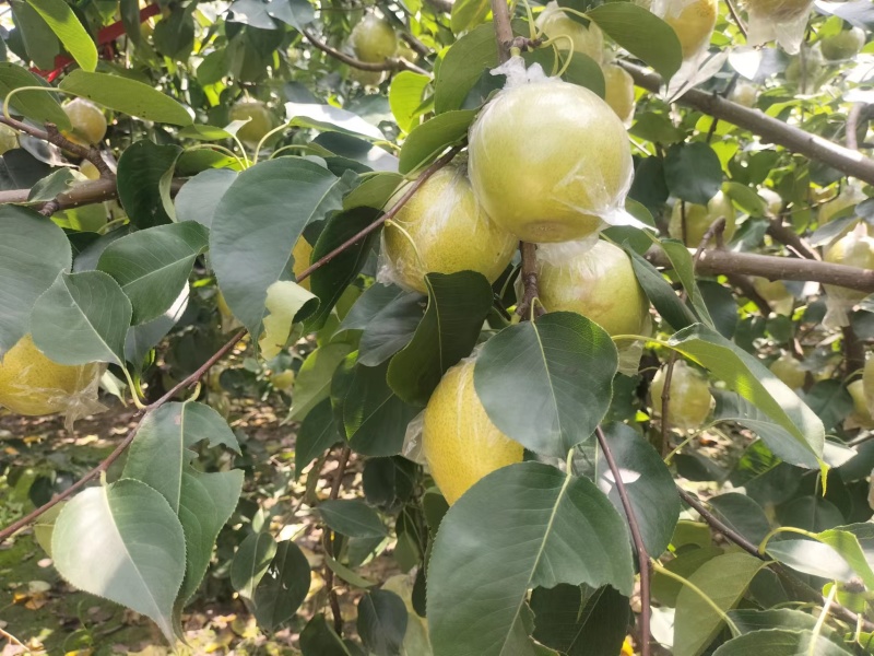 阳信黄冠梨现货大量供应可对接商超量大从优