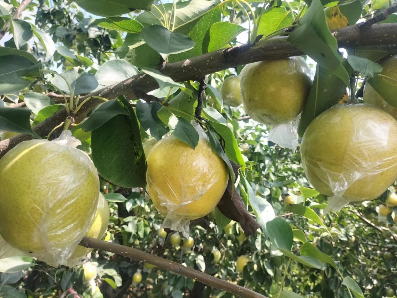 阳信黄冠梨现货大量供应可对接商超量大从优