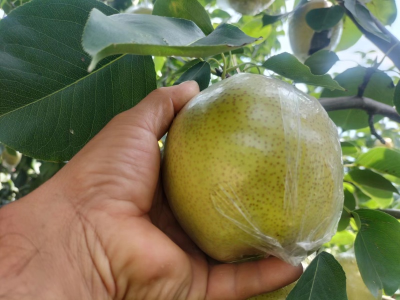 阳信黄冠梨现货大量供应可对接商超量大从优