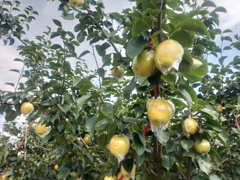 阳信黄冠梨现货大量供应可对接商超量大从优