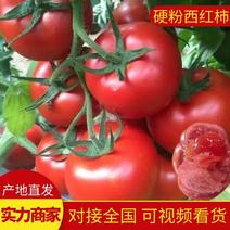 【西红柿】江苏硬粉西红柿大量供应可视频看货欢迎咨询