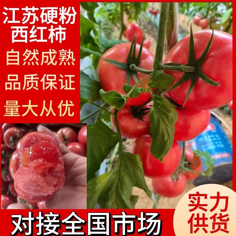 【硬粉西红柿】江苏西红柿产地直发自然成熟对接全国市场
