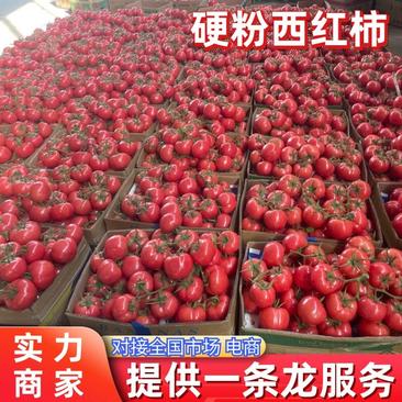 【江苏西红柿】硬粉西红柿一手货源提供一条龙服务