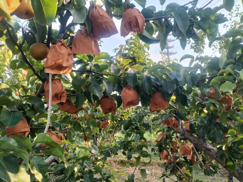 秋月梨口感好现货供应对接全国市场量大从优