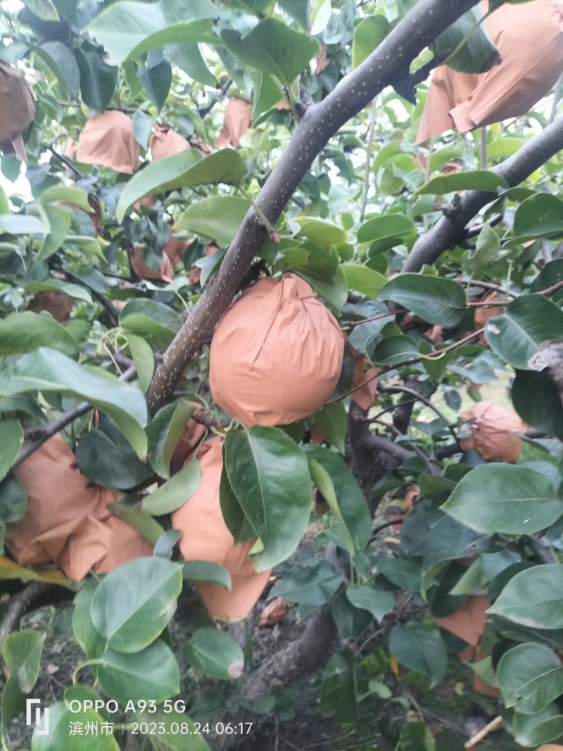 秋月梨口感好现货供应对接全国市场量大从优
