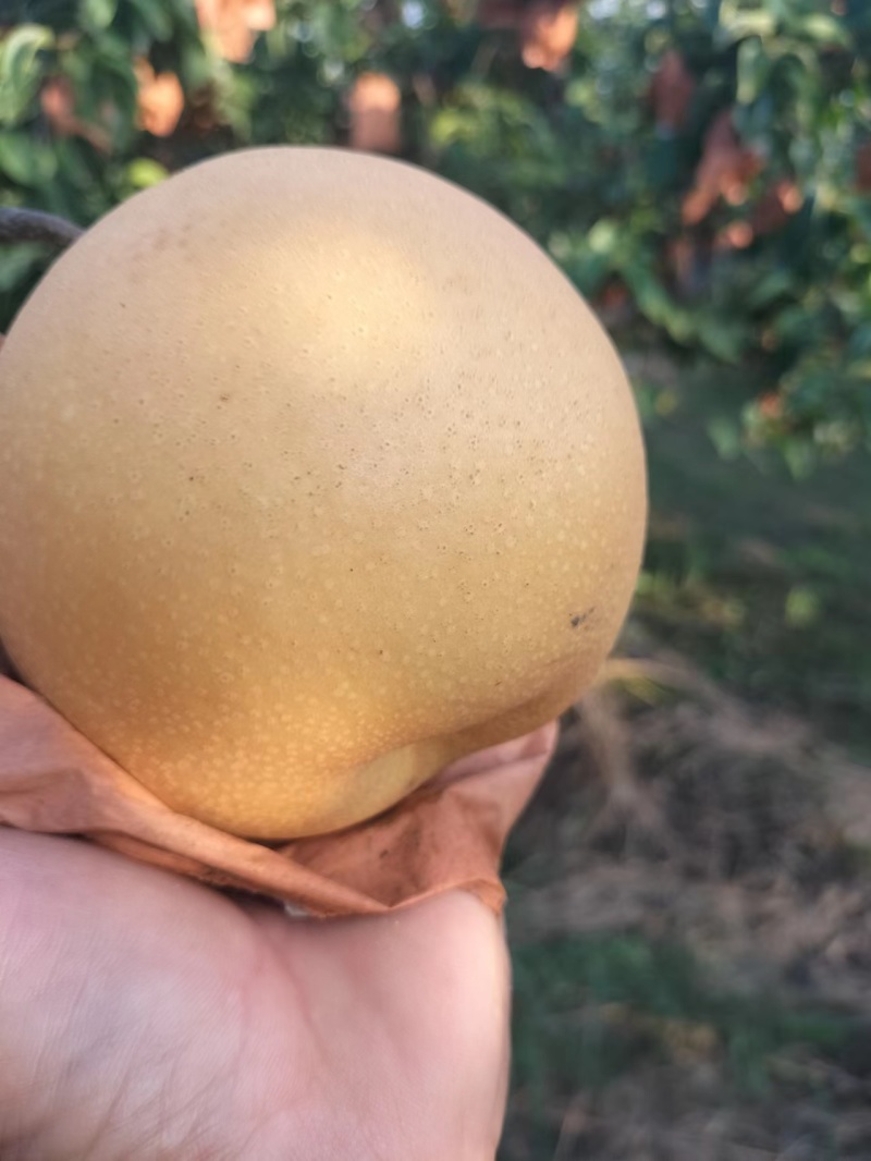 秋月梨口感好现货供应对接全国市场量大从优