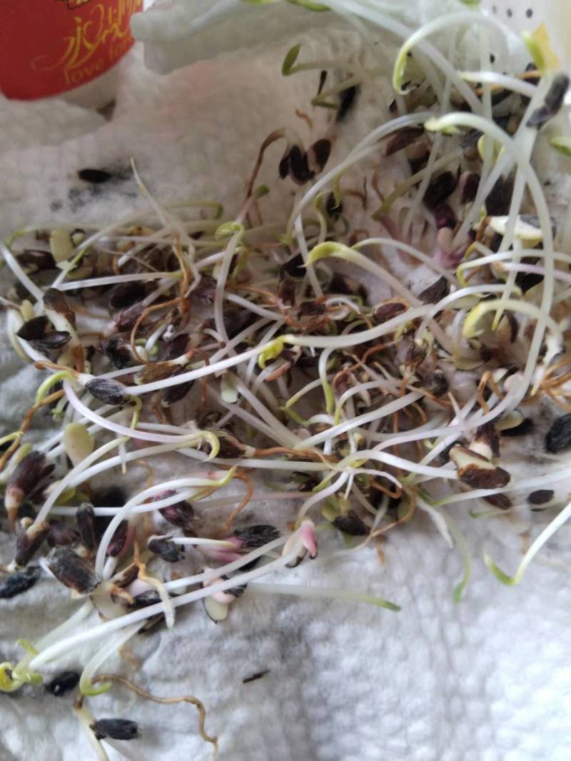 河北【苍术种子】北苍术种子带朱砂点包出芽