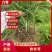 麦冬草无硫本色麦冬带心麦冬可搭配玉竹北沙参四季滋补麦冬批发