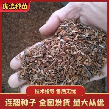 安国连翘种籽（一年生）新品上市技术指导发芽率高欢迎咨询