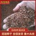 安国连翘种籽（一年生）新品上市技术指导发芽率高欢迎咨询