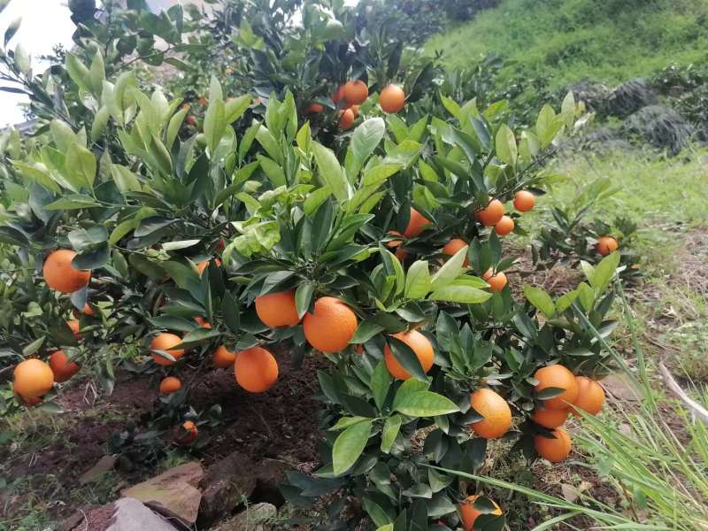 湖北橙子宜昌伦晚脐橙皮薄多汁对接电商市场商超等各类客户