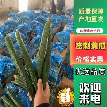 河南商丘万亩密刺黄瓜大量供应保质保量产地直发全国代发