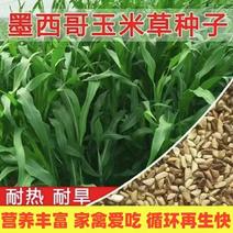 精品玉米草种子，基地直发，品质保证量大优惠