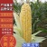 【玉米】云南水果玉米大量供应产地直发对接全国市场