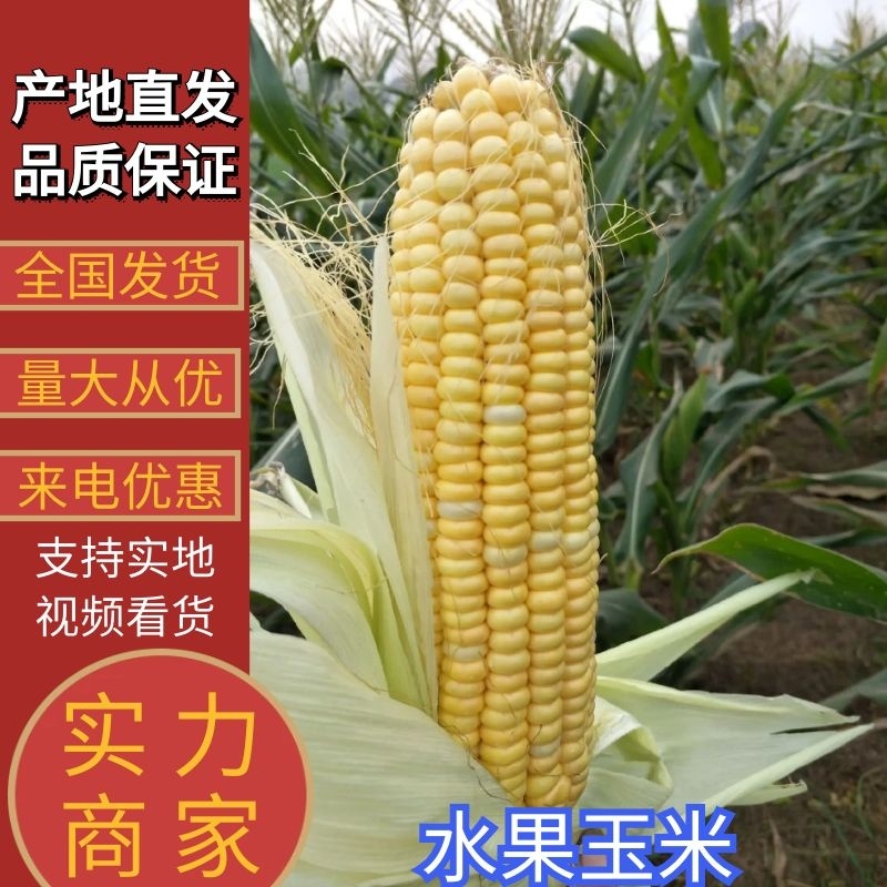 【玉米】云南水果玉米大量供应产地直发对接全国市场