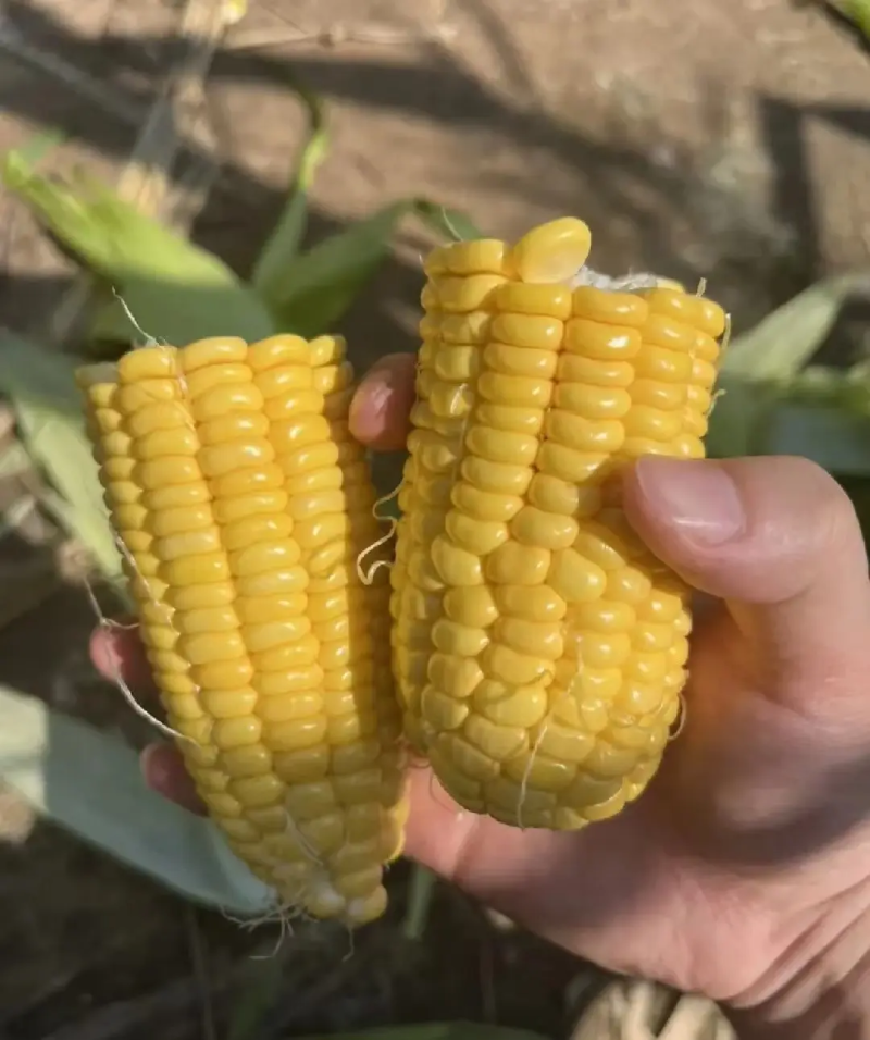 云南水果玉米大量供应可视频看货量大从优品质保证