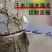 快速折叠锯锯树锯子木工锯木头手工据伐木刀锯家用小型手持手