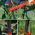 葡萄绑枝机绑枝器黄瓜绑蔓机绑藤机葡萄绑枝机绑条器园艺工具