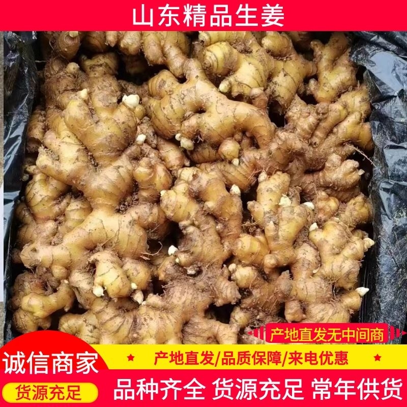 山东生姜生姜种子货源充足产地直发可视频看货