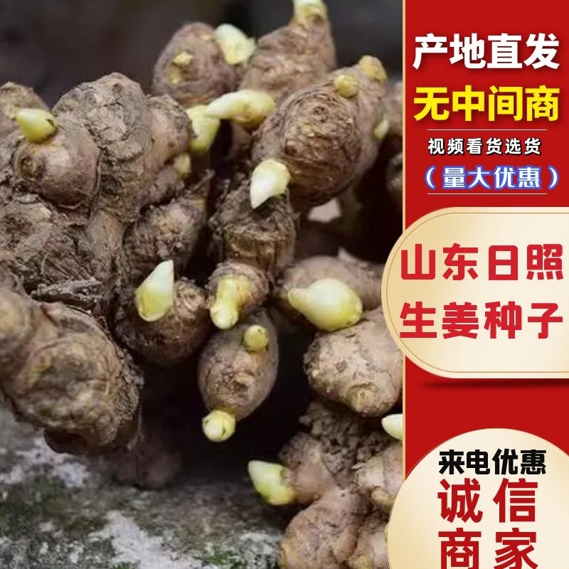 山东生姜生姜种子货源充足产地直发可视频看货