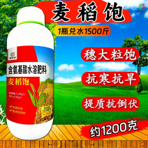 麦稻饱小麦水稻增产叶面肥籽粒饱满穗大增粒重1200克