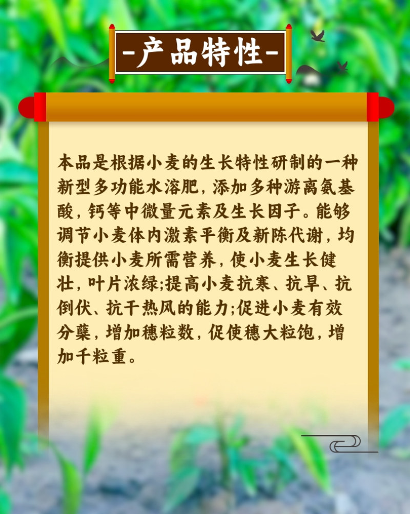 麦稻饱小麦水稻增产叶面肥籽粒饱满穗大增粒重抗倒伏