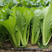 速生绿秀白菜种子春夏秋耐热抗病深绿叶绿帮蔬菜小白菜籽口