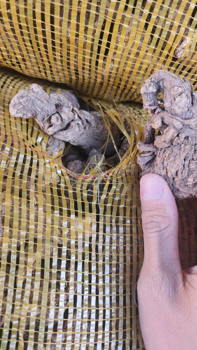 甘肃无硫当归产地直发质量保证货源充足欢迎进店咨询