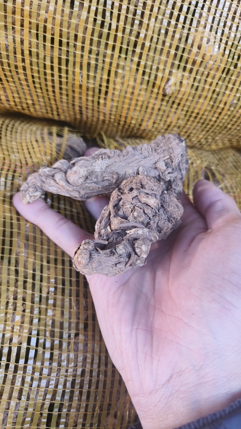 甘肃无硫当归产地直发质量保证货源充足欢迎进店咨询