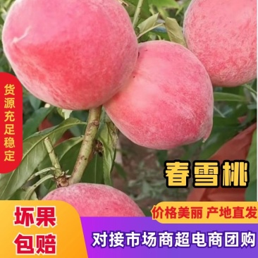 乐亭大量供应大棚春雪，红梅，汁多可口包熟包甜支持视频看货