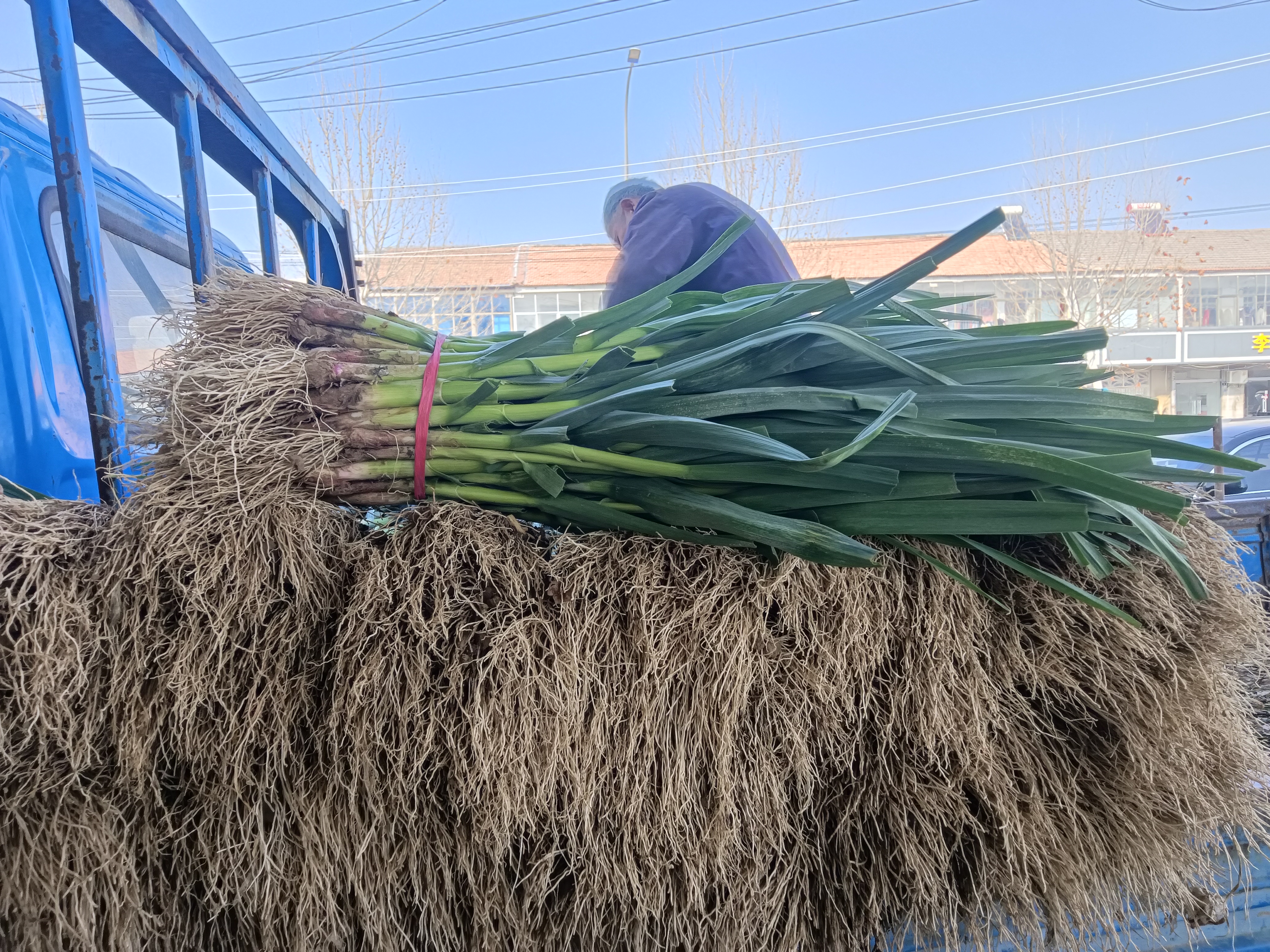 红雁成品出栏运输场景