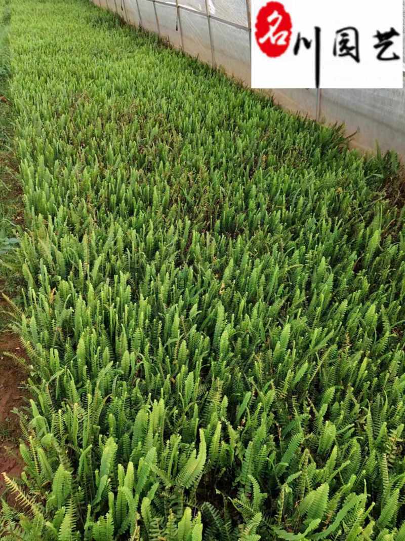 肾蕨绿化工程苗批发成都苗圃基地自产自销大杯小杯都有