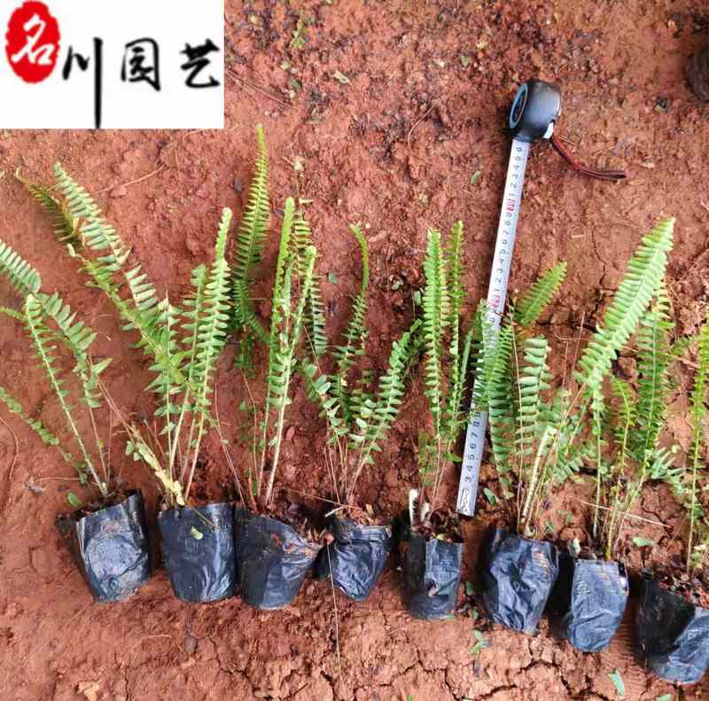 肾蕨绿化工程苗批发成都苗圃基地自产自销大杯小杯都有