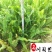 肾蕨绿化工程苗批发成都苗圃基地自产自销大杯小杯都有