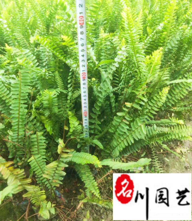 肾蕨绿化工程苗批发成都苗圃基地自产自销大杯小杯都有