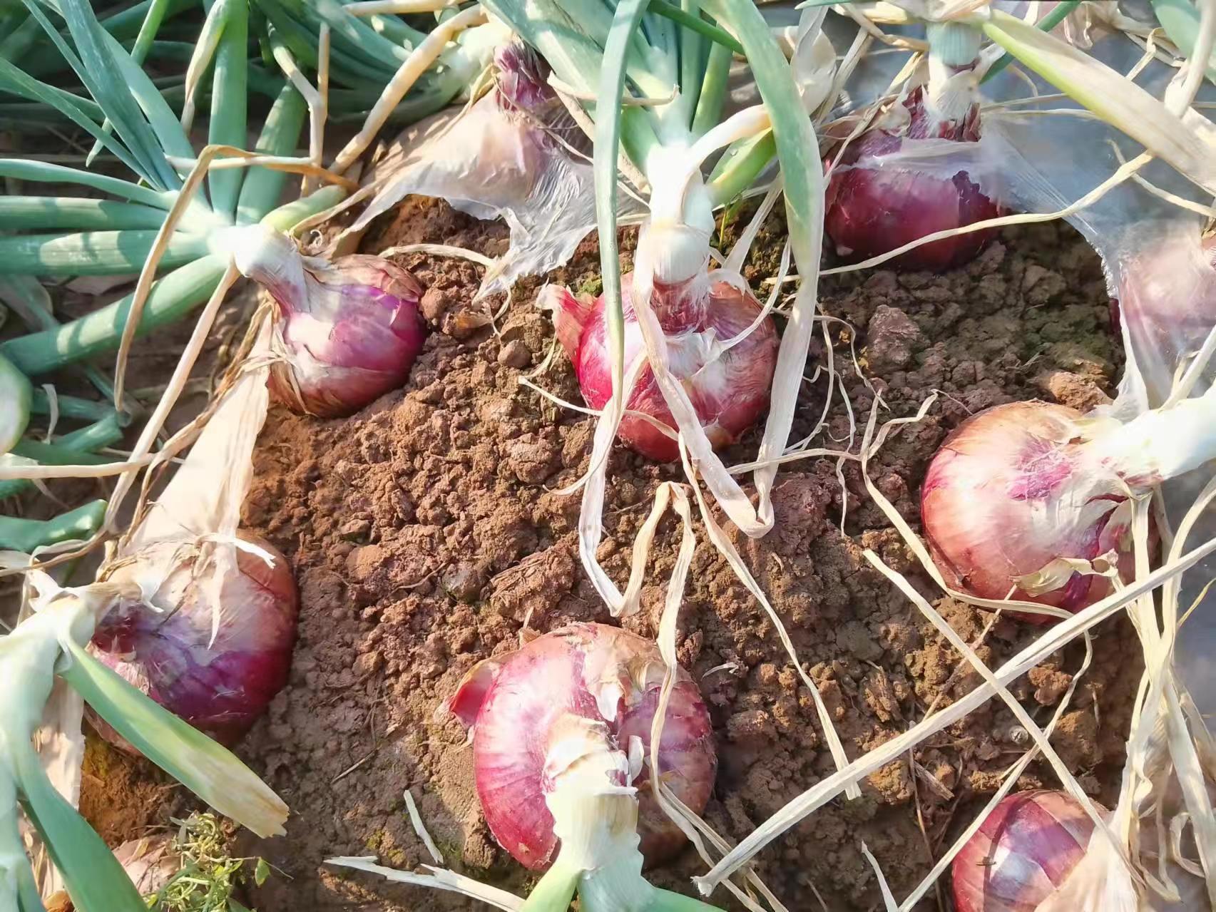 图片说明:山东省平度市的红皮洋葱种植基地,阳光充足,灌溉便利,为高品质洋葱提供了天然保障 平度洋葱田间种植图