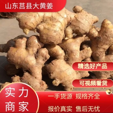 山东大姜种植批发基地窖藏大姜品质好当天下单当天发货