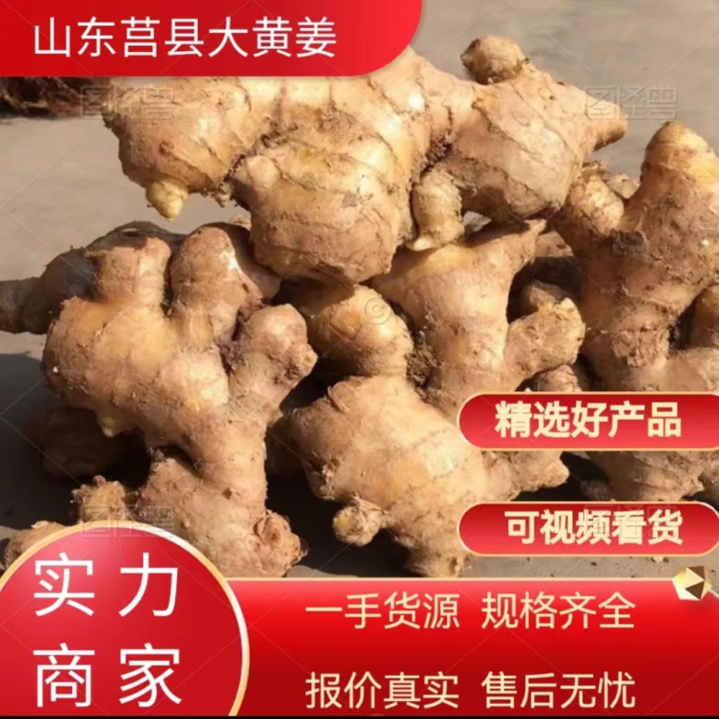 山东大姜种植批发基地窖藏大姜品质好当天下单当天发货