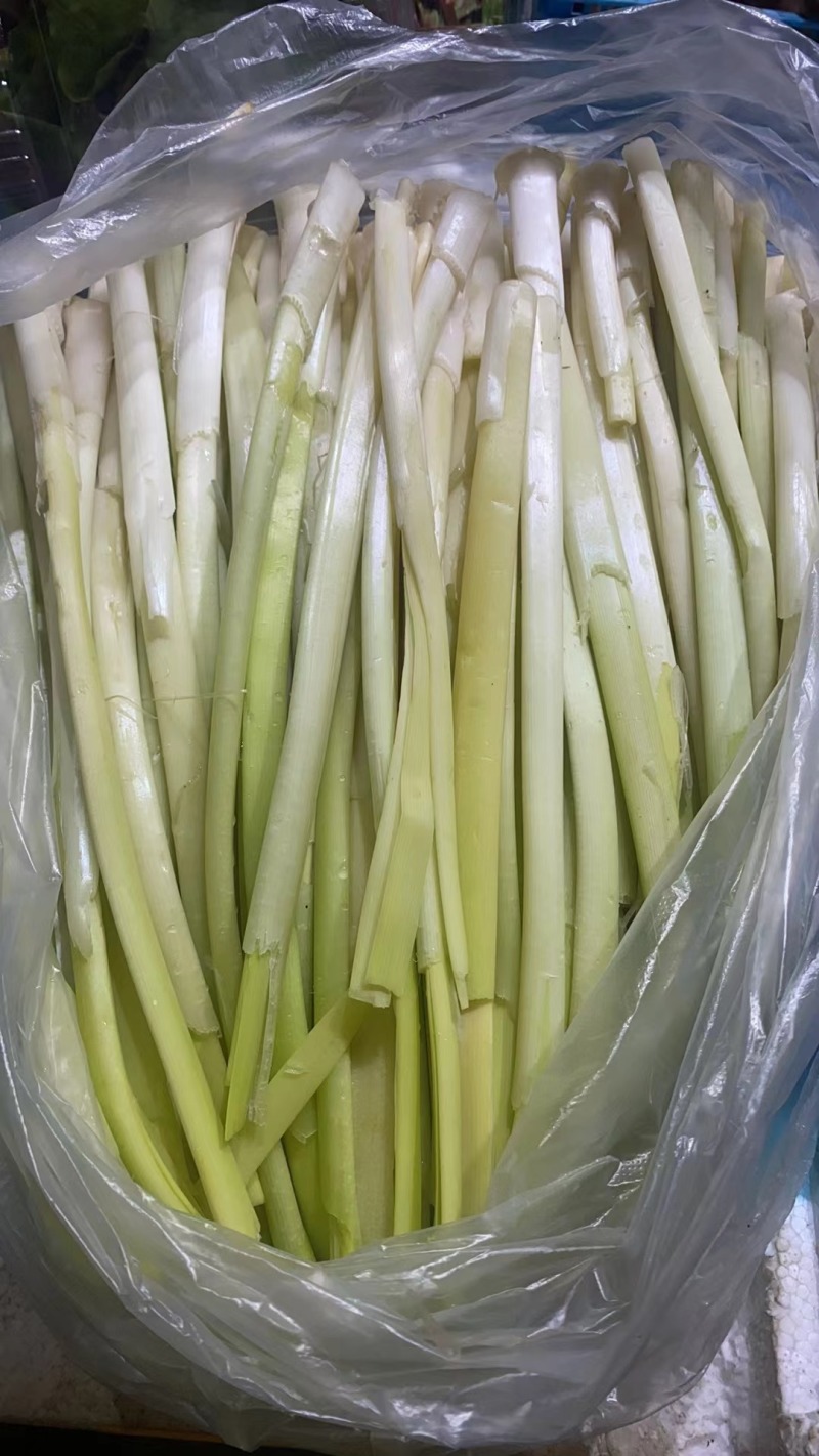 【优选】精品江苏蒲菜货发全国大量上市欢迎联系