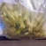 【优选】精品江苏蒲菜货发全国大量上市欢迎联系