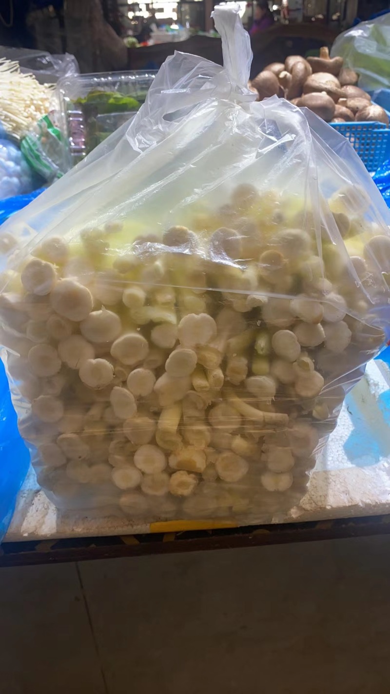 【优选】精品江苏蒲菜货发全国大量上市欢迎联系