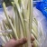 【优选】精品江苏蒲菜货发全国大量上市欢迎联系