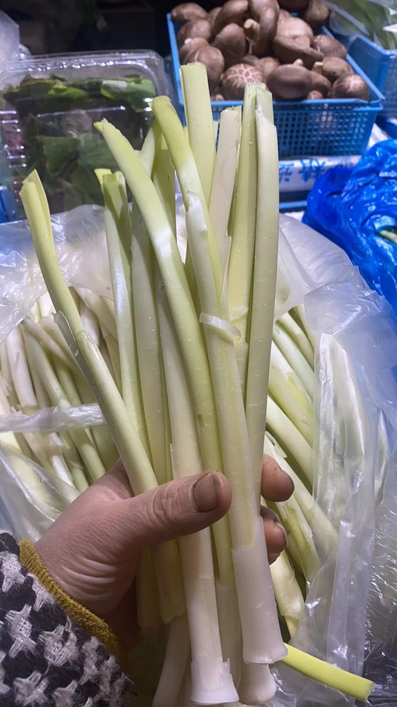 【优选】精品江苏蒲菜货发全国大量上市欢迎联系